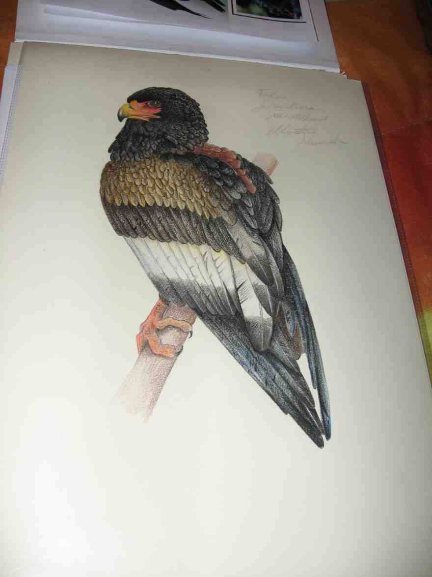 disegni uccelli